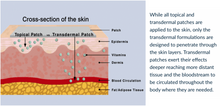 Load image into Gallery viewer, Topical vs Transdermal Patches description - Transdermal penetrates deeper to bloodstream